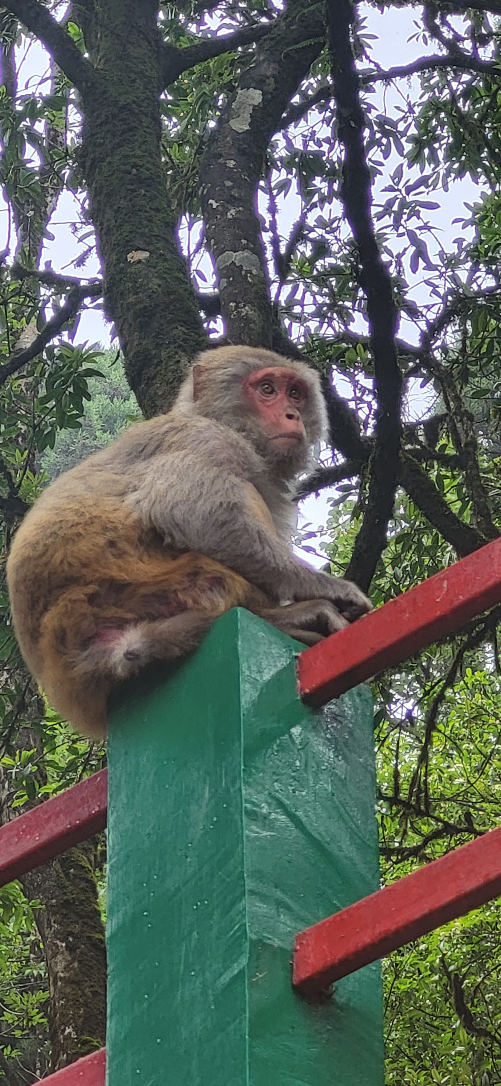 Singe tranquillement installé